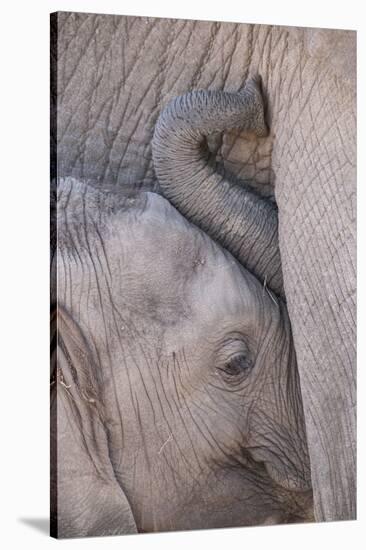 Africa, Kenya, Masai Mara Game Reserve. Baby Elephant Nursing its Mother-Jaynes Gallery-Stretched Canvas