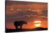 Africa, Kenya, Masai Mara Game Reserve. Composite of White Rhino Silhouette and Sunset-Jaynes Gallery-Stretched Canvas