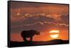 Africa, Kenya, Masai Mara Game Reserve. Composite of White Rhino Silhouette and Sunset-Jaynes Gallery-Framed Stretched Canvas