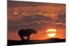 Africa, Kenya, Masai Mara Game Reserve. Composite of White Rhino Silhouette and Sunset-Jaynes Gallery-Mounted Photographic Print