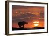 Africa, Kenya, Masai Mara Game Reserve. Composite of White Rhino Silhouette and Sunset-Jaynes Gallery-Framed Photographic Print