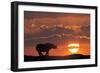 Africa, Kenya, Masai Mara Game Reserve. Composite of White Rhino Silhouette and Sunset-Jaynes Gallery-Framed Photographic Print