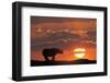 Africa, Kenya, Masai Mara Game Reserve. Composite of White Rhino Silhouette and Sunset-Jaynes Gallery-Framed Photographic Print