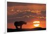 Africa, Kenya, Masai Mara Game Reserve. Composite of White Rhino Silhouette and Sunset-Jaynes Gallery-Framed Photographic Print