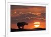 Africa, Kenya, Masai Mara Game Reserve. Composite of White Rhino Silhouette and Sunset-Jaynes Gallery-Framed Photographic Print