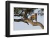 Africa, Kenya, Masai Mara National Reserve, African Leopard in tree.-Emily Wilson-Framed Photographic Print