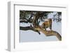 Africa, Kenya, Masai Mara National Reserve, African Leopard in tree.-Emily Wilson-Framed Photographic Print