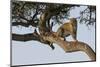 Africa, Kenya, Masai Mara National Reserve, African Leopard in tree.-Emily Wilson-Mounted Photographic Print