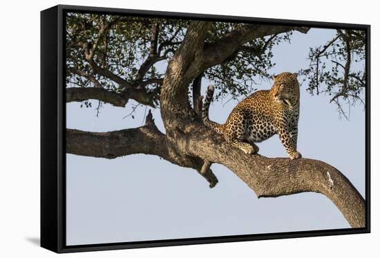 Africa, Kenya, Masai Mara National Reserve, African Leopard in tree.-Emily Wilson-Framed Stretched Canvas