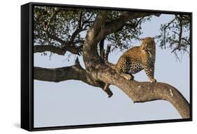 Africa, Kenya, Masai Mara National Reserve, African Leopard in tree.-Emily Wilson-Framed Stretched Canvas