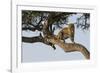 Africa, Kenya, Masai Mara National Reserve, African Leopard in tree.-Emily Wilson-Framed Photographic Print