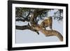 Africa, Kenya, Masai Mara National Reserve, African Leopard in tree.-Emily Wilson-Framed Photographic Print