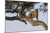 Africa, Kenya, Masai Mara National Reserve, African Leopard in tree.-Emily Wilson-Mounted Photographic Print