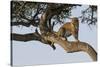 Africa, Kenya, Masai Mara National Reserve, African Leopard in tree.-Emily Wilson-Stretched Canvas