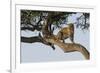 Africa, Kenya, Masai Mara National Reserve, African Leopard in tree.-Emily Wilson-Framed Photographic Print