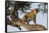 Africa, Kenya, Masai Mara National Reserve, African Leopard in tree.-Emily Wilson-Framed Stretched Canvas