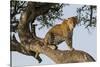 Africa, Kenya, Masai Mara National Reserve, African Leopard in tree.-Emily Wilson-Stretched Canvas