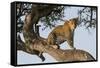 Africa, Kenya, Masai Mara National Reserve, African Leopard in tree.-Emily Wilson-Framed Stretched Canvas