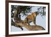 Africa, Kenya, Masai Mara National Reserve, African Leopard in tree.-Emily Wilson-Framed Photographic Print