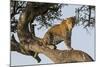 Africa, Kenya, Masai Mara National Reserve, African Leopard in tree.-Emily Wilson-Mounted Photographic Print