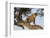 Africa, Kenya, Masai Mara National Reserve, African Leopard in tree.-Emily Wilson-Framed Photographic Print