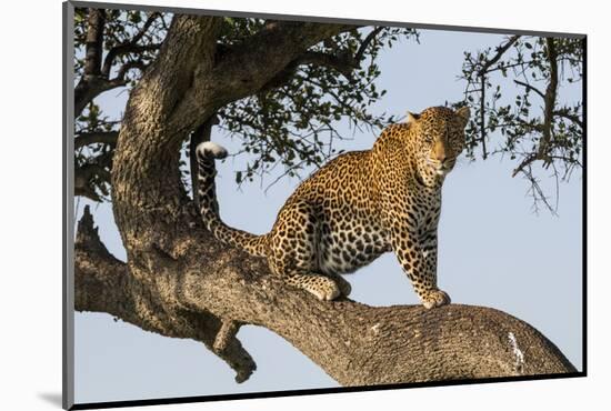 Africa, Kenya, Masai Mara National Reserve, African Leopard in tree.-Emily Wilson-Mounted Photographic Print