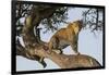Africa, Kenya, Masai Mara National Reserve, African Leopard in tree.-Emily Wilson-Framed Photographic Print