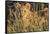 Africa, Kenya, Masai Mara National Reserve. African Lion female with cubs.-Emily Wilson-Framed Stretched Canvas