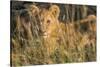 Africa, Kenya, Masai Mara National Reserve. African Lion female with cubs.-Emily Wilson-Stretched Canvas