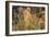 Africa, Kenya, Masai Mara National Reserve. African Lion female with cubs.-Emily Wilson-Framed Photographic Print