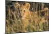 Africa, Kenya, Masai Mara National Reserve. African Lion female with cubs.-Emily Wilson-Mounted Photographic Print