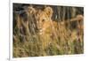 Africa, Kenya, Masai Mara National Reserve. African Lion female with cubs.-Emily Wilson-Framed Photographic Print