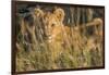 Africa, Kenya, Masai Mara National Reserve. African Lion female with cubs.-Emily Wilson-Framed Photographic Print