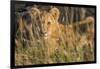 Africa, Kenya, Masai Mara National Reserve. African Lion female with cubs.-Emily Wilson-Framed Photographic Print