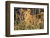 Africa, Kenya, Masai Mara National Reserve. African Lion female with cubs.-Emily Wilson-Framed Photographic Print