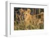 Africa, Kenya, Masai Mara National Reserve. African Lion female with cubs.-Emily Wilson-Framed Photographic Print