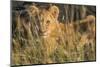 Africa, Kenya, Masai Mara National Reserve. African Lion female with cubs.-Emily Wilson-Mounted Photographic Print