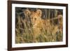 Africa, Kenya, Masai Mara National Reserve. African Lion female with cubs.-Emily Wilson-Framed Photographic Print