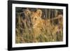 Africa, Kenya, Masai Mara National Reserve. African Lion female with cubs.-Emily Wilson-Framed Photographic Print