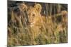 Africa, Kenya, Masai Mara National Reserve. African Lion female with cubs.-Emily Wilson-Mounted Photographic Print