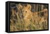 Africa, Kenya, Masai Mara National Reserve. African Lion female with cubs.-Emily Wilson-Framed Stretched Canvas