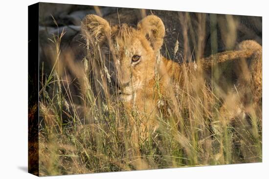Africa, Kenya, Masai Mara National Reserve. African Lion female with cubs.-Emily Wilson-Stretched Canvas