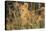 Africa, Kenya, Masai Mara National Reserve. African Lion female with cubs.-Emily Wilson-Stretched Canvas