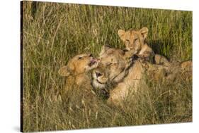 Africa, Kenya, Masai Mara National Reserve. African Lion female with cubs.-Emily Wilson-Stretched Canvas