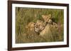 Africa, Kenya, Masai Mara National Reserve. African Lion female with cubs.-Emily Wilson-Framed Photographic Print