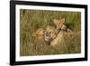 Africa, Kenya, Masai Mara National Reserve. African Lion female with cubs.-Emily Wilson-Framed Photographic Print