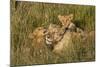 Africa, Kenya, Masai Mara National Reserve. African Lion female with cubs.-Emily Wilson-Mounted Photographic Print