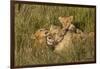 Africa, Kenya, Masai Mara National Reserve. African Lion female with cubs.-Emily Wilson-Framed Photographic Print