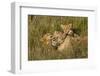 Africa, Kenya, Masai Mara National Reserve. African Lion female with cubs.-Emily Wilson-Framed Photographic Print