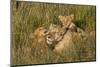 Africa, Kenya, Masai Mara National Reserve. African Lion female with cubs.-Emily Wilson-Mounted Photographic Print